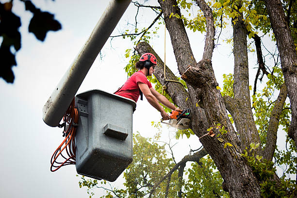 Best Tree Pruning Services  in Golden Grove, SC